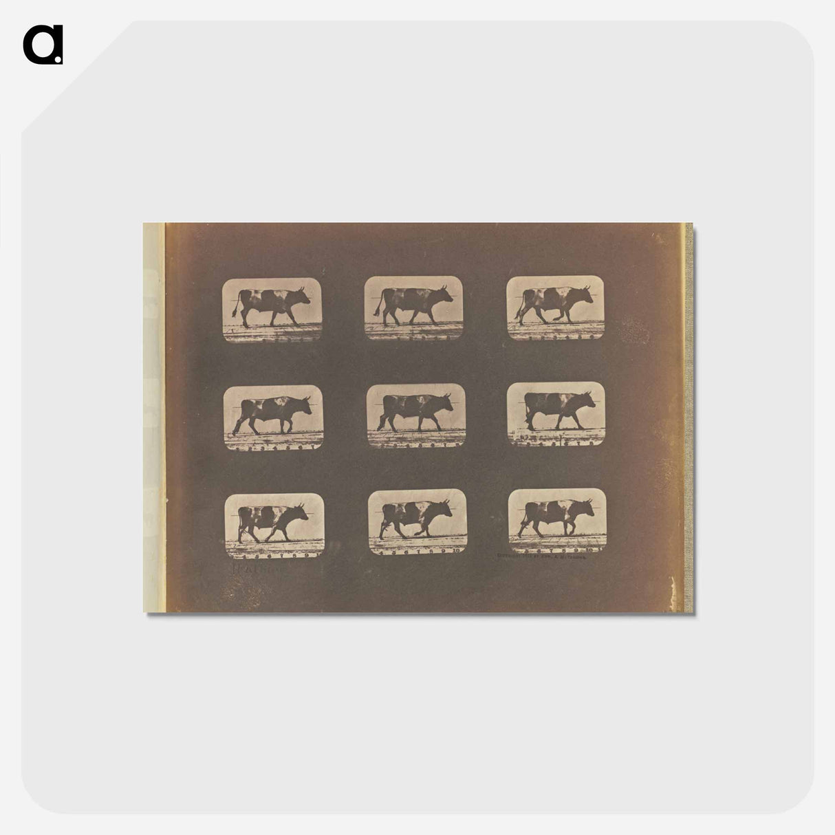 アートポストカード-Walking
 - エドワード マイブリッジ Postcard.
