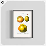 Pear, Pyrus communis - ピエール ジョゼフ ルドゥーテ Poster.