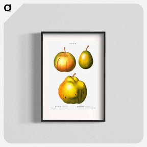 アートポスター-Pear, Pyrus communis - ピエール ジョゼフ ルドゥーテ Poster.