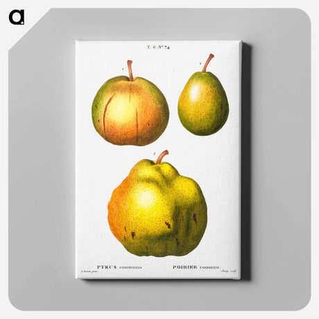 アートパネル-Pear, Pyrus communis - ピエール ジョゼフ ルドゥーテ Canvas.