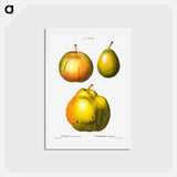 アートポストカード-Pear, Pyrus communis - ピエール ジョゼフ ルドゥーテ Postcard.