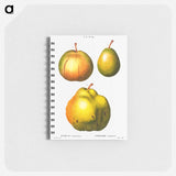 Pear, Pyrus communis - ピエール ジョゼフ ルドゥーテ Memo.