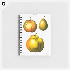 アートメモ帳-Pear, Pyrus communis - ピエール ジョゼフ ルドゥーテ Memo.