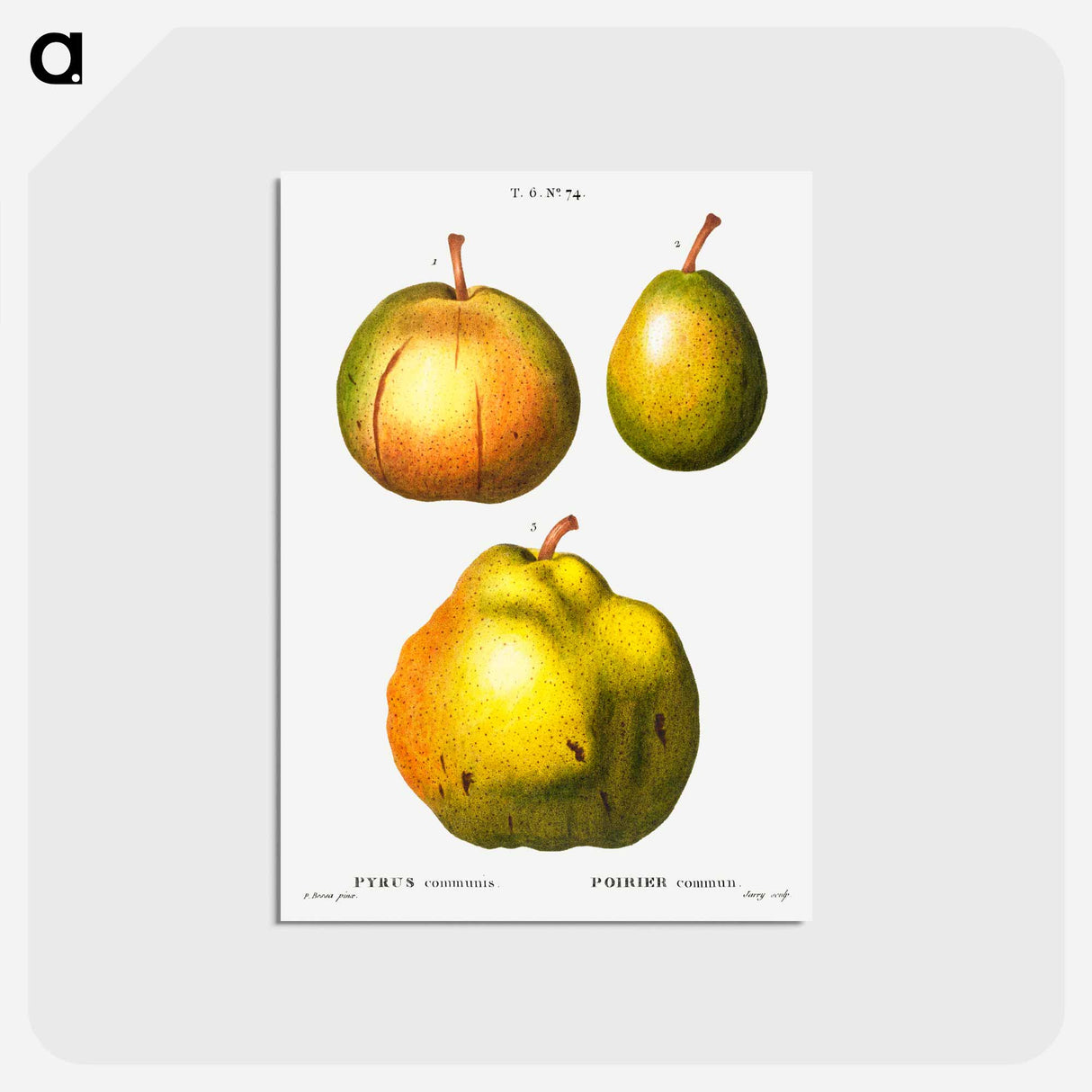 アートポストカード-Pear, Pyrus communis - ピエール ジョゼフ ルドゥーテ Postcard.