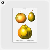 アートポストカード-Pear, Pyrus communis - ピエール ジョゼフ ルドゥーテ Postcard.