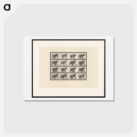 アートポストカード-Walking Monkey
 - エドワード マイブリッジ Postcard.