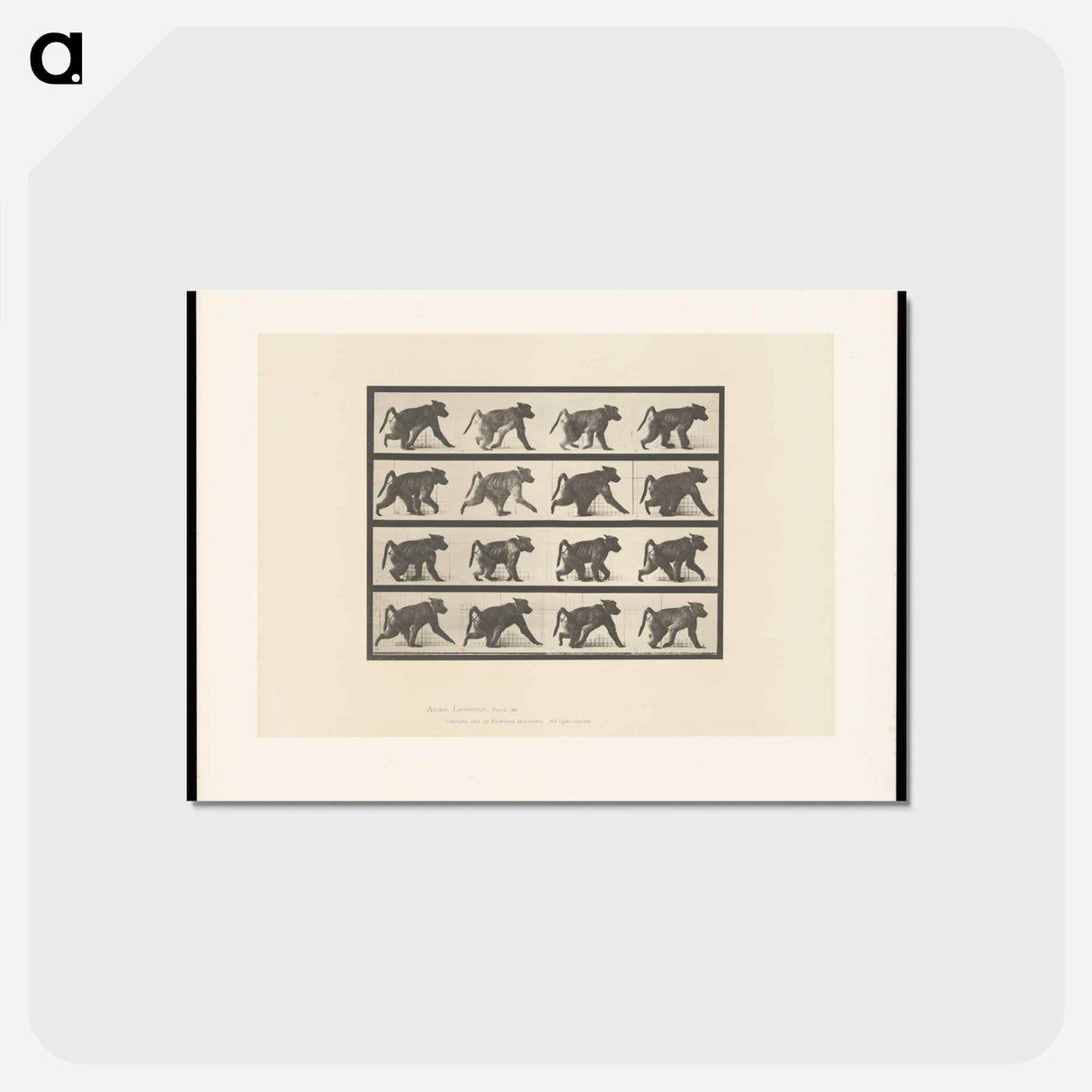 アートポストカード-Walking Monkey
 - エドワード マイブリッジ Postcard.