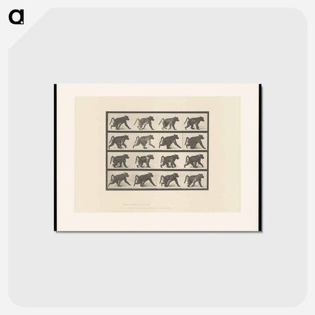 アートポストカード-Walking Monkey
 - エドワード マイブリッジ Postcard.