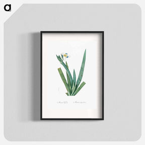アートポスター-Moraea vaginata illustration - ピエール ジョゼフ ルドゥーテ Poster.