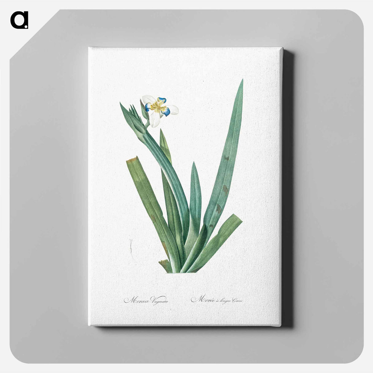 アートパネル-Moraea vaginata illustration - ピエール ジョゼフ ルドゥーテ Canvas.
