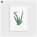 アートポストカード-Moraea vaginata illustration - ピエール ジョゼフ ルドゥーテ Postcard.