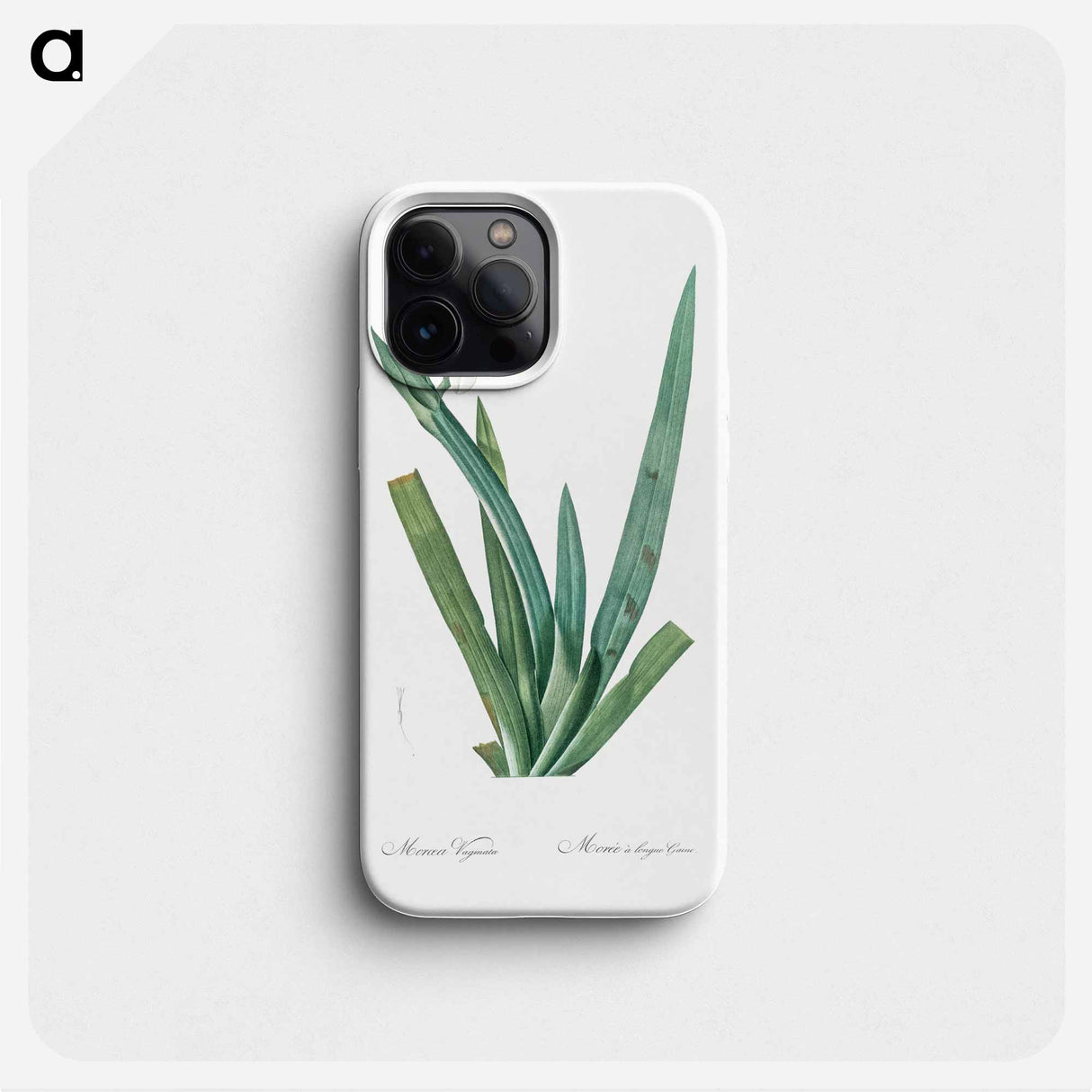 Moraea vaginata illustration - ピエール ジョゼフ ルドゥーテ Phone Case.