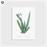 アートポストカード-Moraea vaginata illustration - ピエール ジョゼフ ルドゥーテ Postcard.
