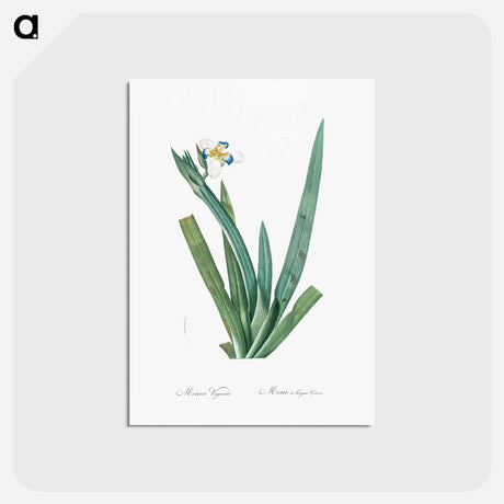 アートポストカード-Moraea vaginata illustration - ピエール ジョゼフ ルドゥーテ Postcard.