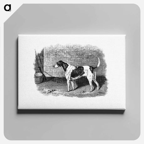 アートパネル-American Foxhound from The Life of a Foxhound
 - 大英図書館 Canvas.