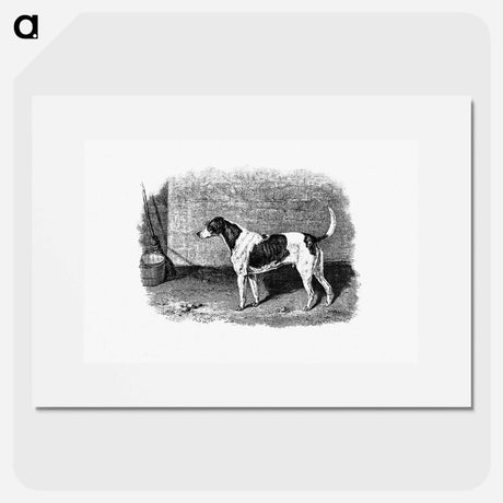 アートポスター-American Foxhound from The Life of a Foxhound
 - 大英図書館 Poster.