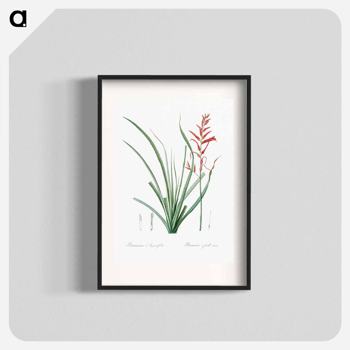 Pitcairnia angustifolia illustration - ピエール ジョゼフ ルドゥーテ Poster.