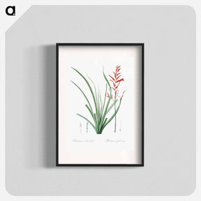 アートポスター-Pitcairnia angustifolia illustration - ピエール ジョゼフ ルドゥーテ Poster.
