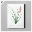 アートパネル-Pitcairnia angustifolia illustration - ピエール ジョゼフ ルドゥーテ Canvas.