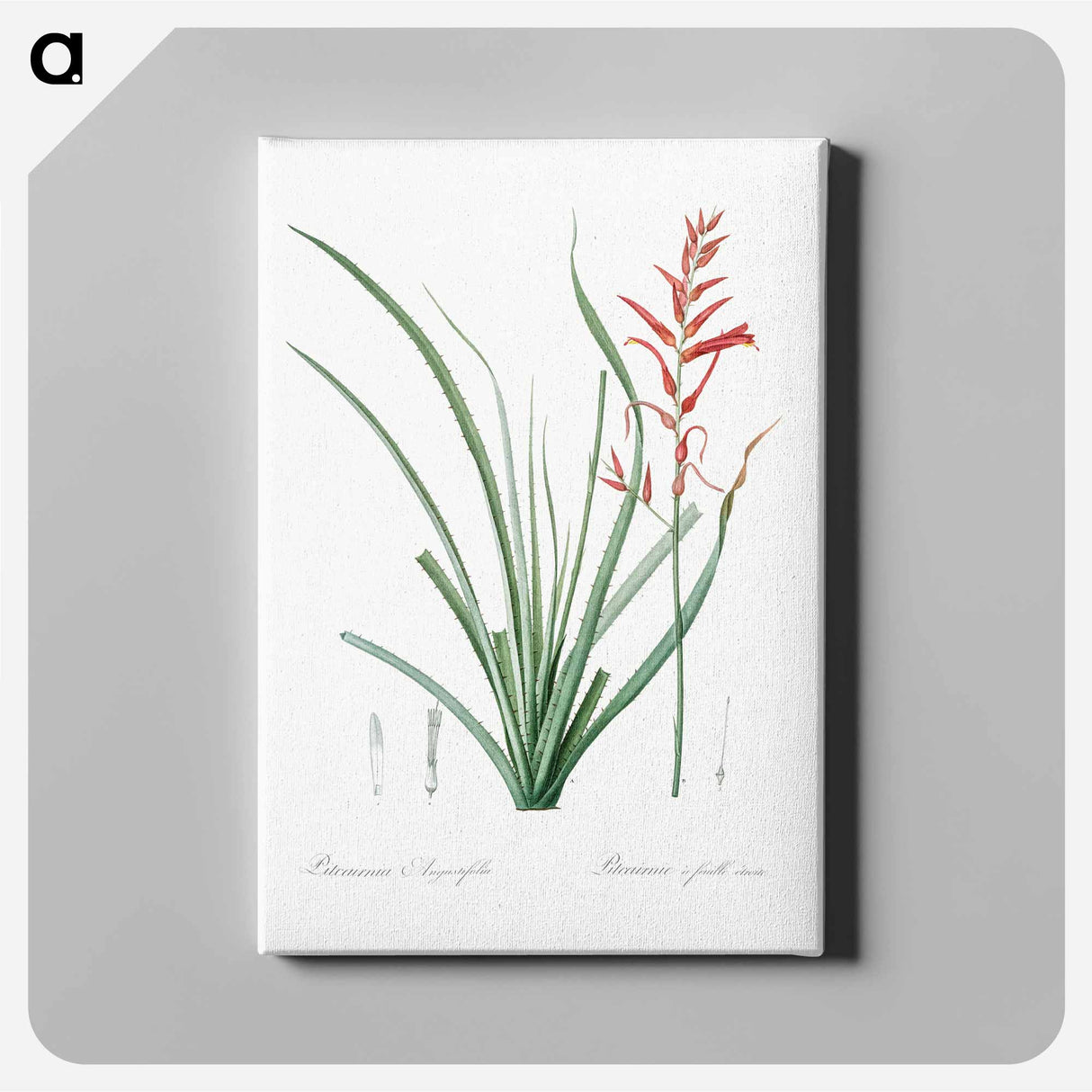 アートパネル-Pitcairnia angustifolia illustration - ピエール ジョゼフ ルドゥーテ Canvas.