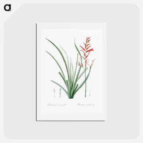 アートポストカード-Pitcairnia angustifolia illustration - ピエール ジョゼフ ルドゥーテ Postcard.