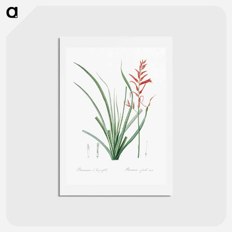 アートポストカード-Pitcairnia angustifolia illustration - ピエール ジョゼフ ルドゥーテ Postcard.