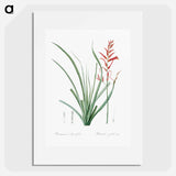 Pitcairnia angustifolia illustration - ピエール ジョゼフ ルドゥーテ Poster.