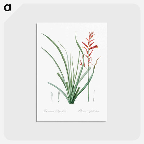 アートポストカード-Pitcairnia angustifolia illustration - ピエール ジョゼフ ルドゥーテ Postcard.
