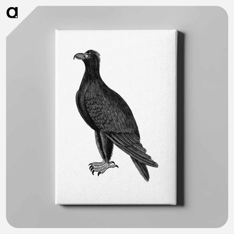アートパネル-Mountain Eagle, from An Account of the English Colony in New South Wales
 - 大英図書館 Canvas.