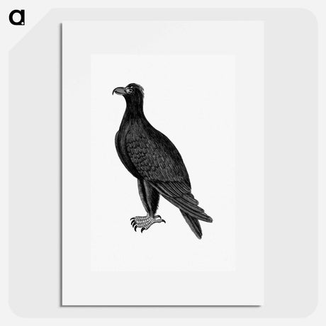 アートポスター-Mountain Eagle, from An Account of the English Colony in New South Wales
 - 大英図書館 Poster.