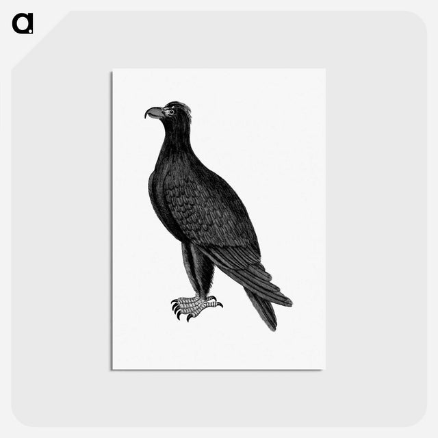 アートポストカード-Mountain Eagle, from An Account of the English Colony in New South Wales
 - 大英図書館 Postcard.
