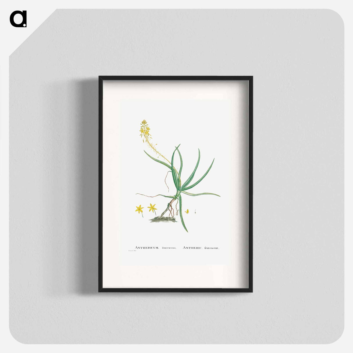 Anthericum Frutescens (Bulbine Frutescens) - Pierre Joseph Redouté Poster.