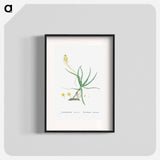 Anthericum Frutescens (Bulbine Frutescens) - Pierre Joseph Redouté Poster.