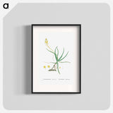 Anthericum Frutescens (Bulbine Frutescens) - ピエール ジョゼフ ルドゥーテ Poster.