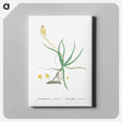 アートパネル-Anthericum Frutescens (Bulbine Frutescens) - ピエール ジョゼフ ルドゥーテ Canvas.