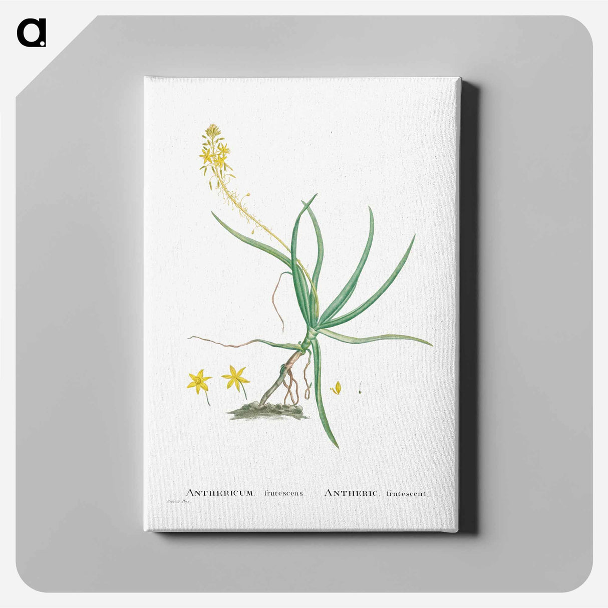 アートパネル-Anthericum Frutescens (Bulbine Frutescens) - ピエール ジョゼフ ルドゥーテ Canvas.