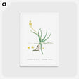 アートポストカード-Anthericum Frutescens (Bulbine Frutescens) - ピエール ジョゼフ ルドゥーテ Postcard.