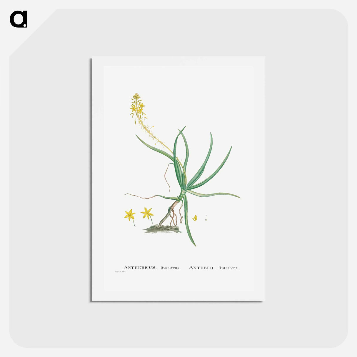 アートポストカード-Anthericum Frutescens (Bulbine Frutescens) - ピエール ジョゼフ ルドゥーテ Postcard.