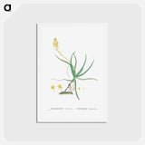 アートポストカード-Anthericum Frutescens (Bulbine Frutescens) - ピエール ジョゼフ ルドゥーテ Postcard.