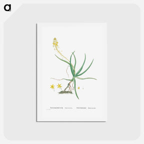 アートポストカード-Anthericum Frutescens (Bulbine Frutescens) - ピエール ジョゼフ ルドゥーテ Postcard.