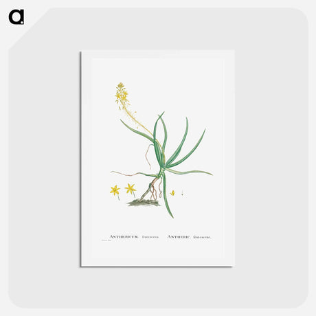 アートポストカード-Anthericum Frutescens (Bulbine Frutescens) - ピエール ジョゼフ ルドゥーテ Postcard.