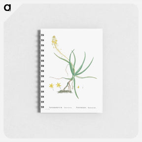 アートメモ帳-Anthericum Frutescens (Bulbine Frutescens) - ピエール ジョゼフ ルドゥーテ Memo.