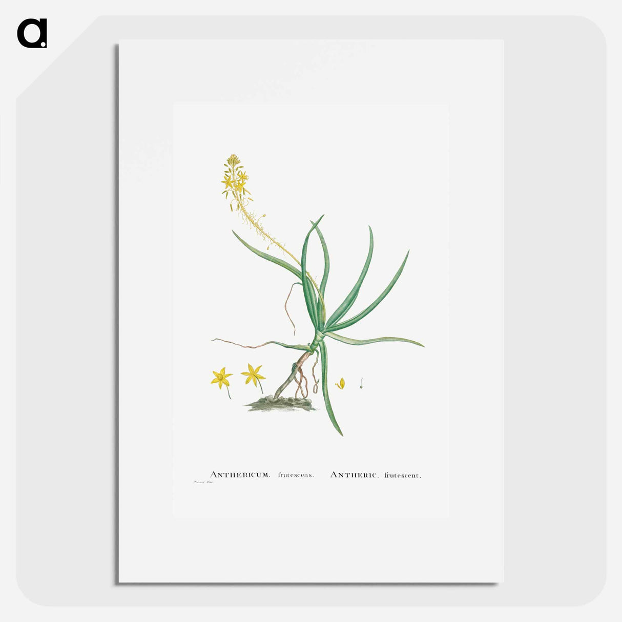 Anthericum Frutescens (Bulbine Frutescens) - Pierre Joseph Redouté Poster.