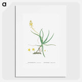 Anthericum Frutescens (Bulbine Frutescens) - Pierre Joseph Redouté Poster.