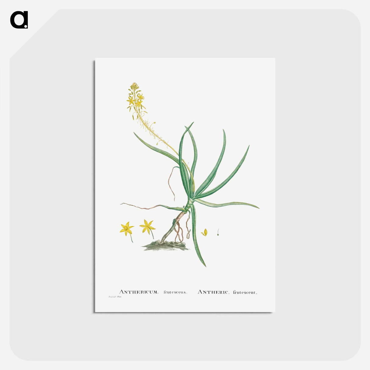 アートポストカード-Anthericum Frutescens (Bulbine Frutescens) - ピエール ジョゼフ ルドゥーテ Postcard.