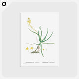 アートポストカード-Anthericum Frutescens (Bulbine Frutescens) - ピエール ジョゼフ ルドゥーテ Postcard.
