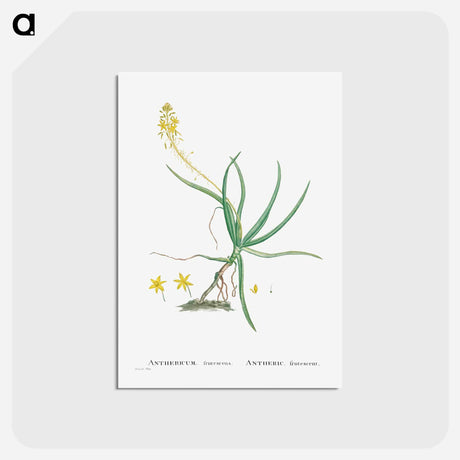 アートポストカード-Anthericum Frutescens (Bulbine Frutescens) - ピエール ジョゼフ ルドゥーテ Postcard.