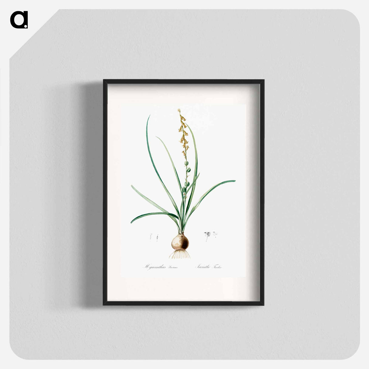 Hyacinthus serotinus - Pierre Joseph Redouté Poster.