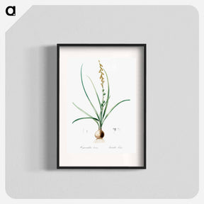 アートポスター-Hyacinthus serotinus - ピエール ジョゼフ ルドゥーテ Poster.
