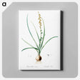 アートパネル-Hyacinthus serotinus - ピエール ジョゼフ ルドゥーテ Canvas.
